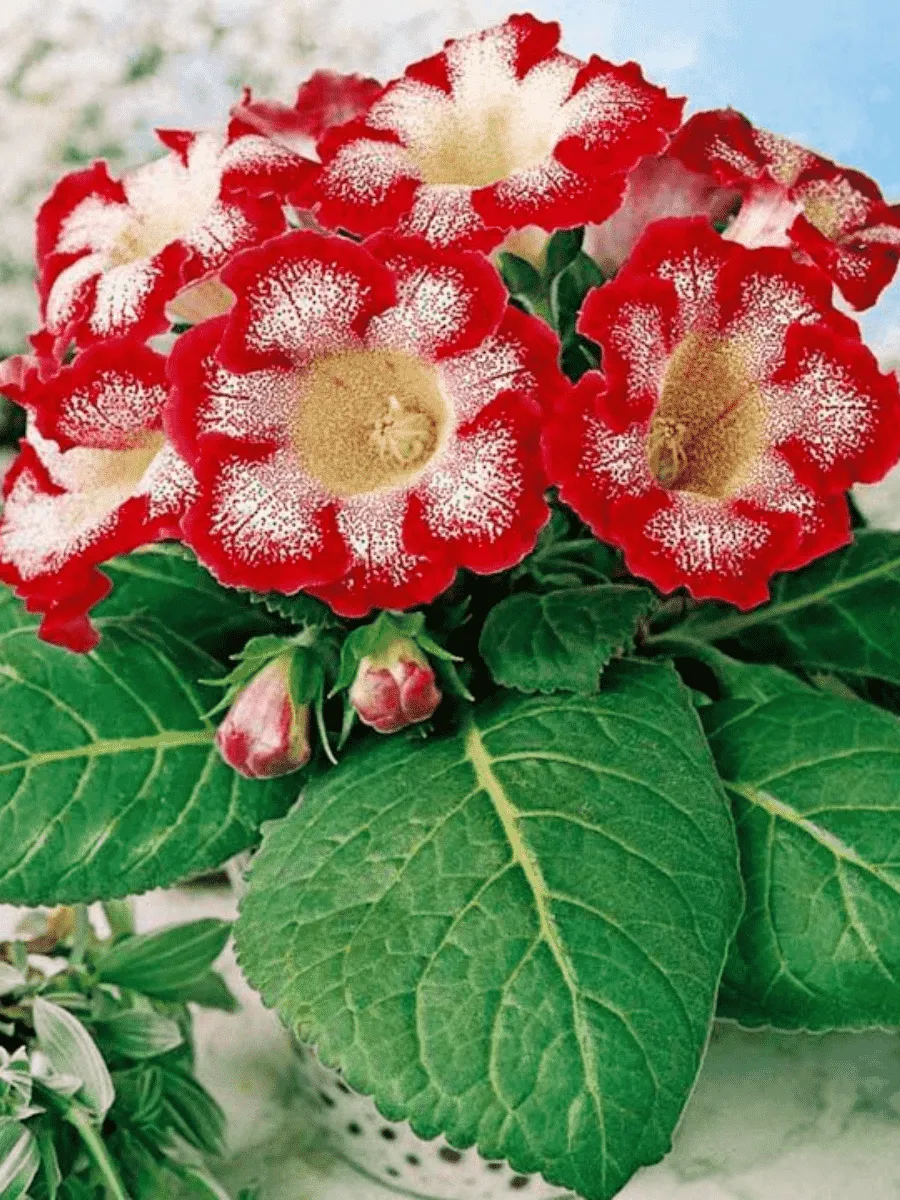 Глоксиния Tigrina Red