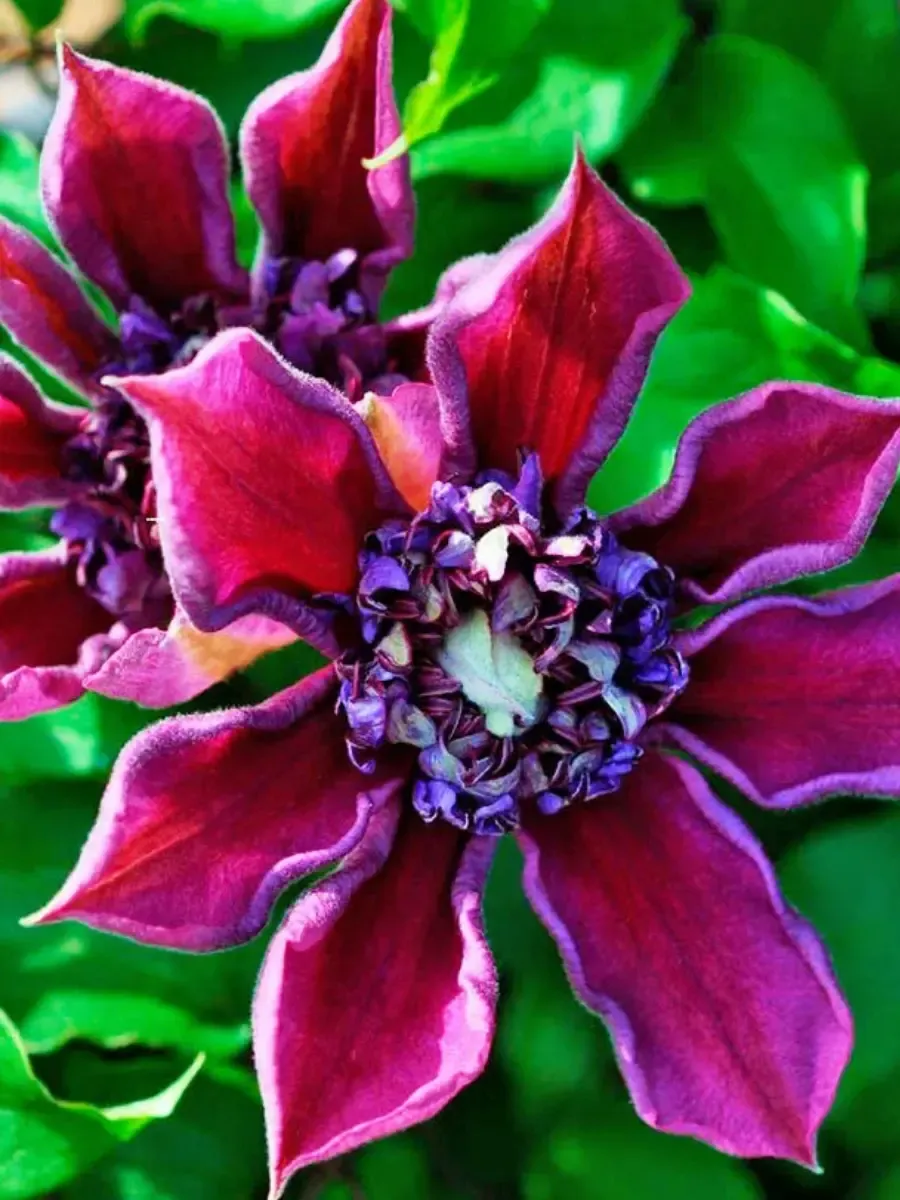 Клематис Temptation Клематис Temptation