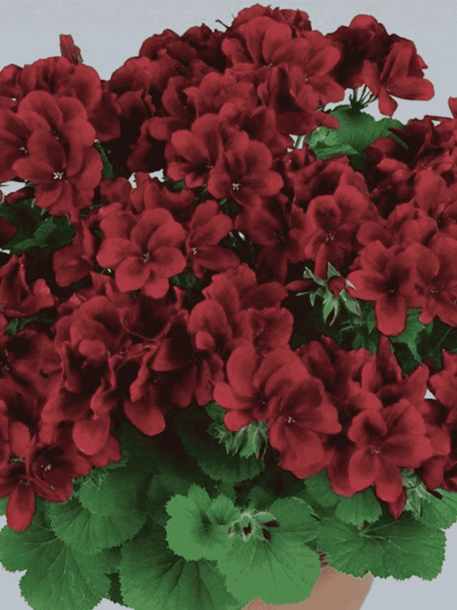 Пеларгония Toscana Florella Velvet Пеларгония Toscana Florella Velvet
