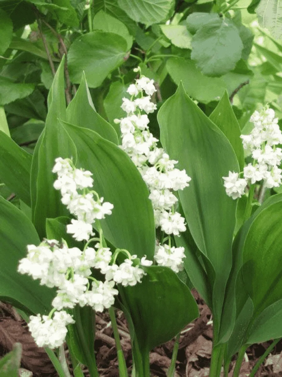 Ландыш майский Flore Pleno Ландыш майский Flore Pleno
