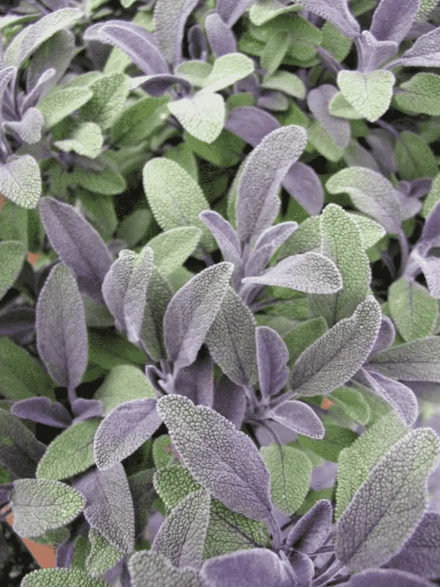 Шалфей лекарственный Purple beauty Шалфей лекарственный Purple beauty