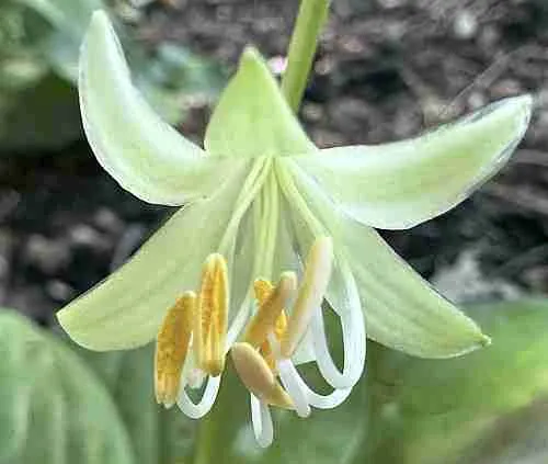 Хоста Miracle Lemony