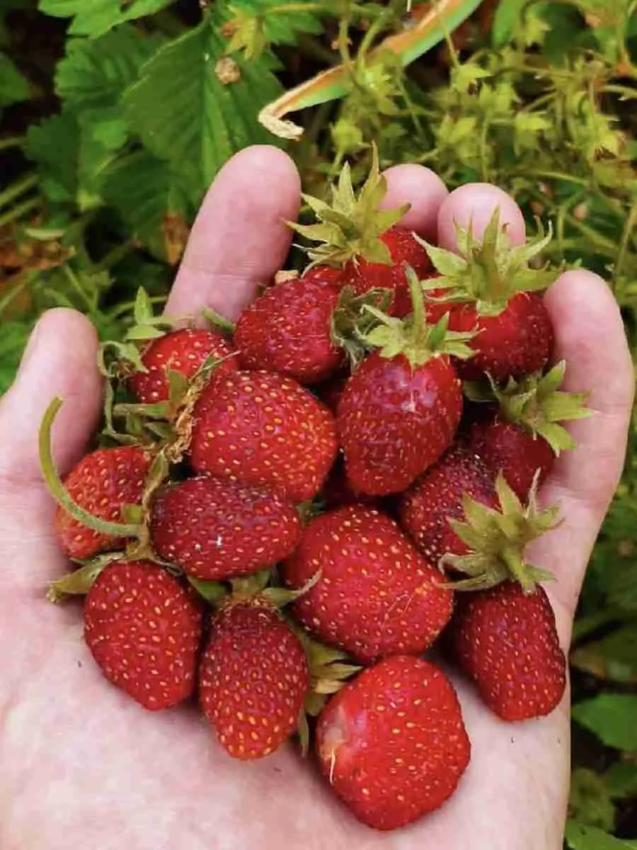 Земклуника Диана Земклуника Диана