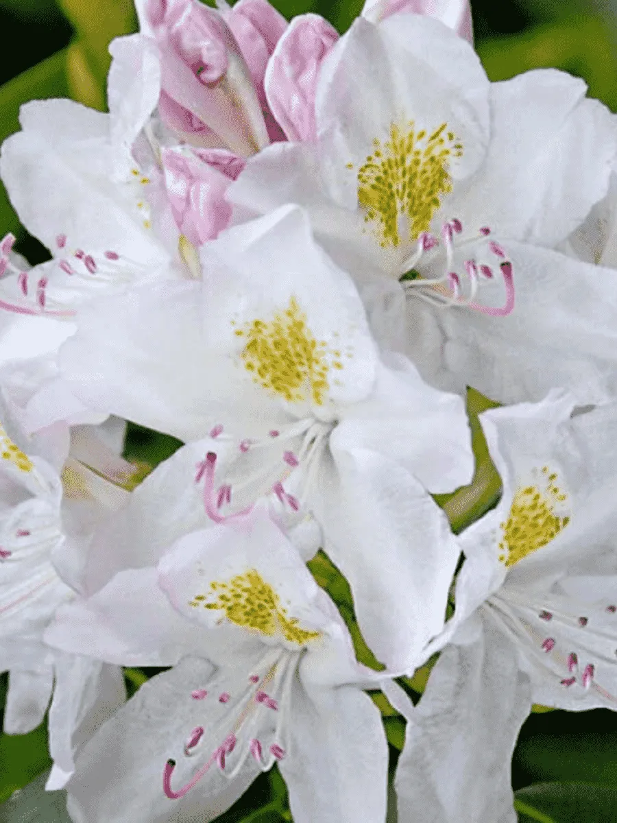 Рододендрон катевбинский Cunningham`s Album