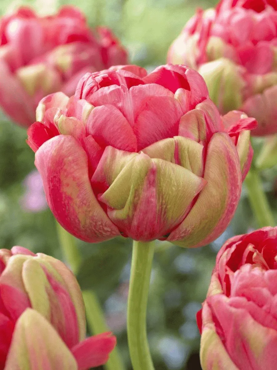 Тюльпан Махровый Renown Unique