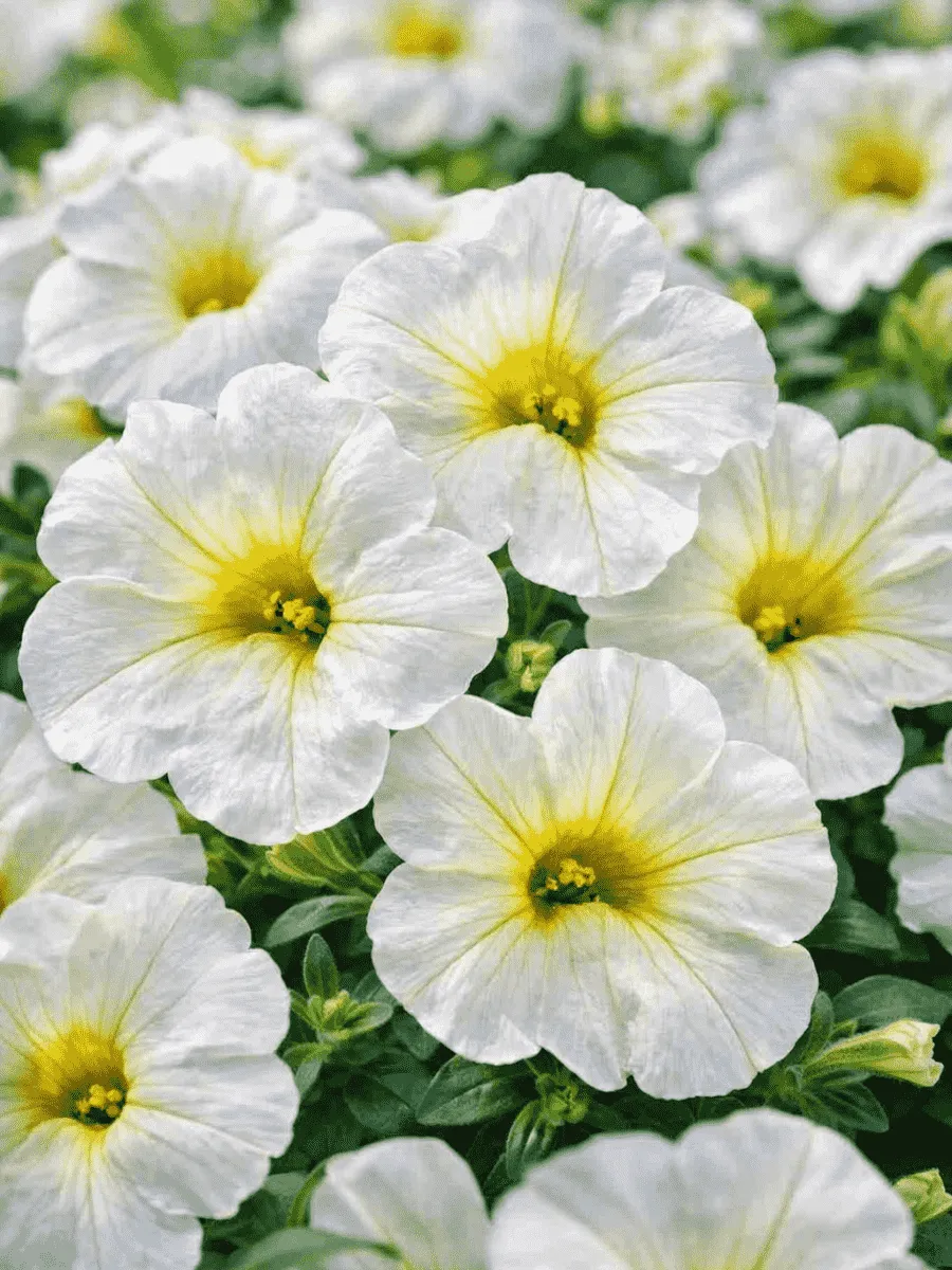 Калибрахоа Calitastic White