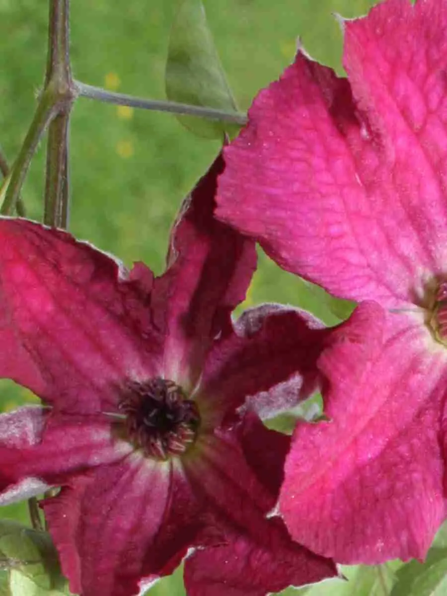 Клематис гибридный Carmencita