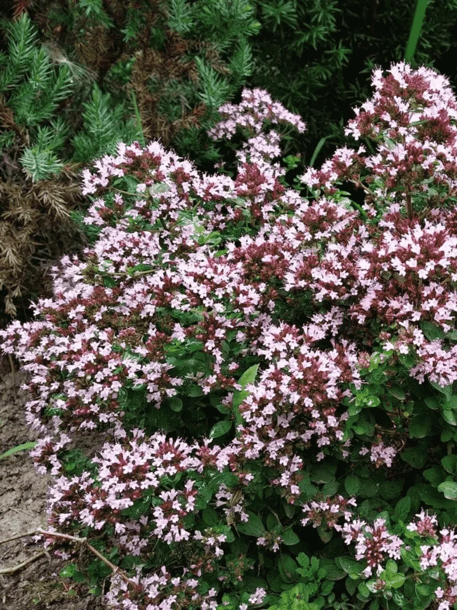 Душица обыкновенная Diabolo