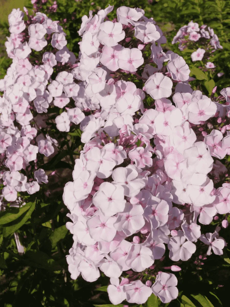 Флокс метельчатый Князь Гвидон