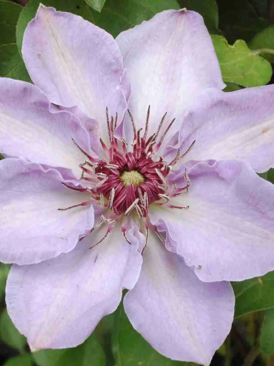 Клематис Still Waters