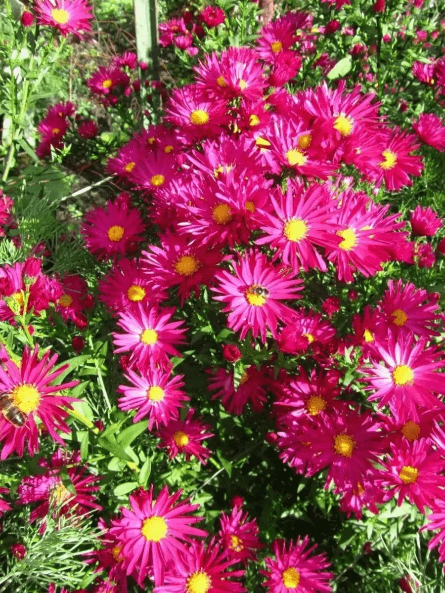 Астра ново-бельгийская Crimson Brocade