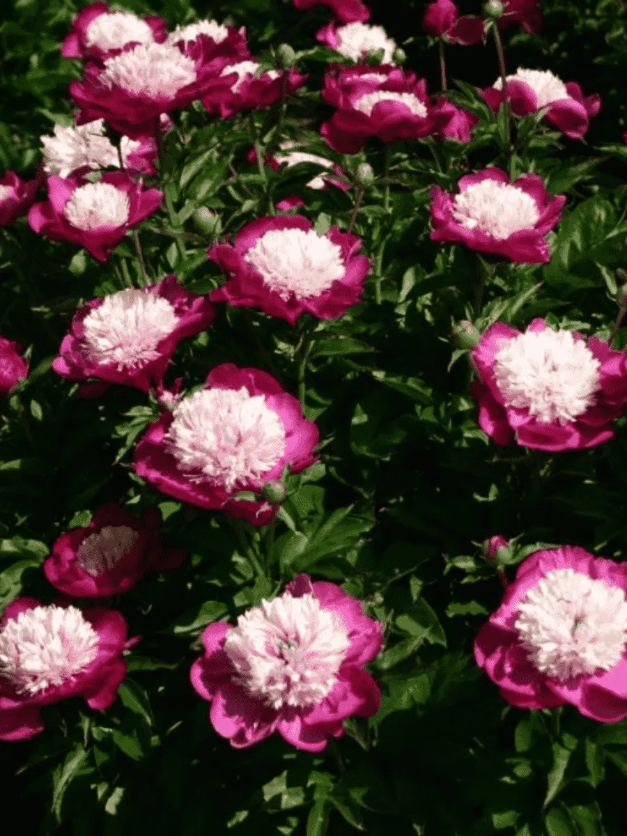 Пион Молочноцветковый White Cap