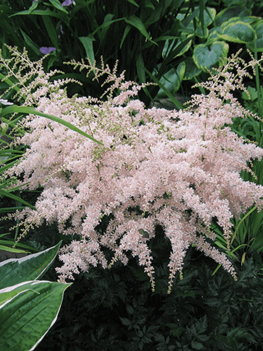 Астильба простолистная Pink Lightning