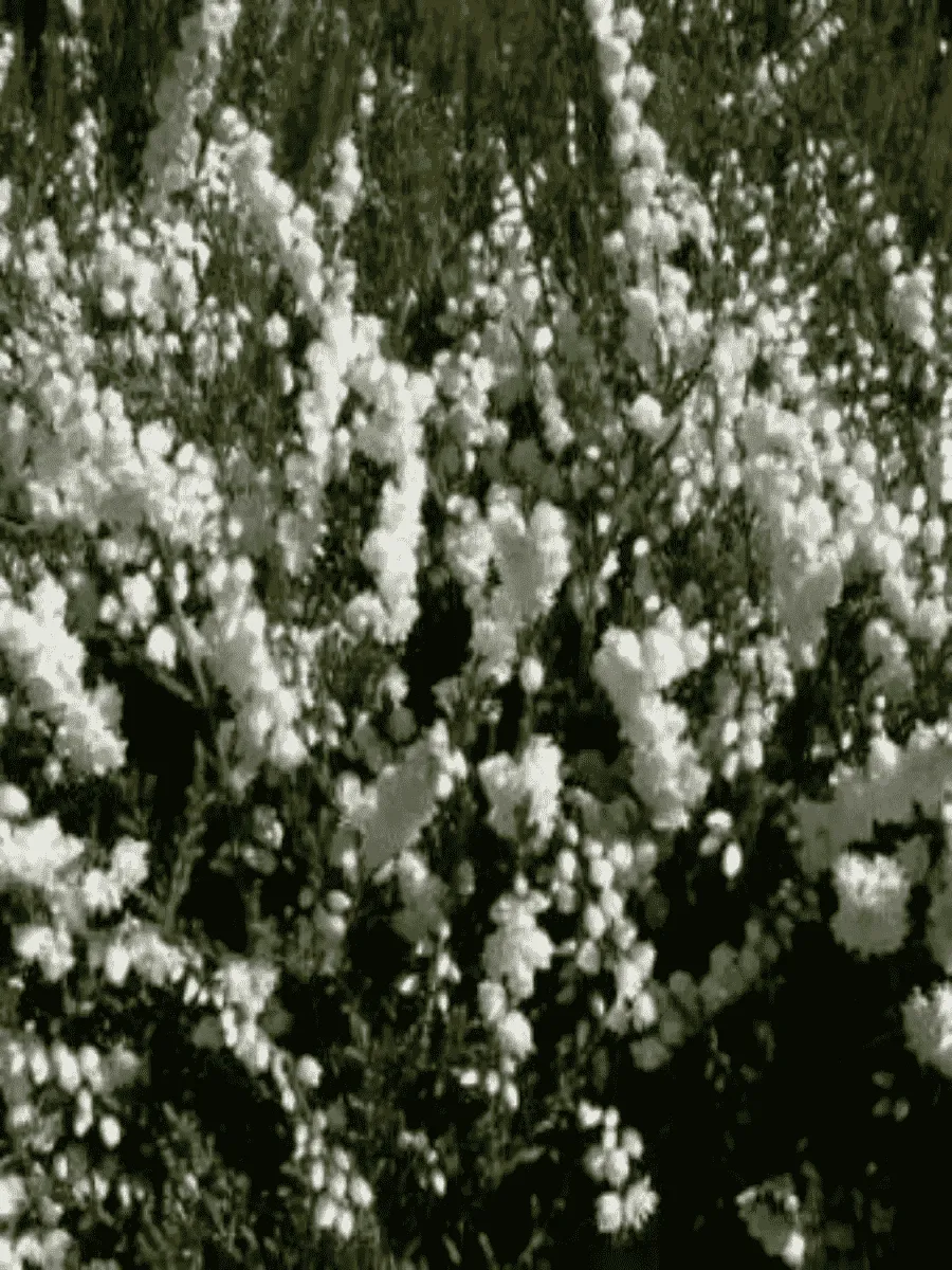 Вереск обыкновенный Kinlochruel