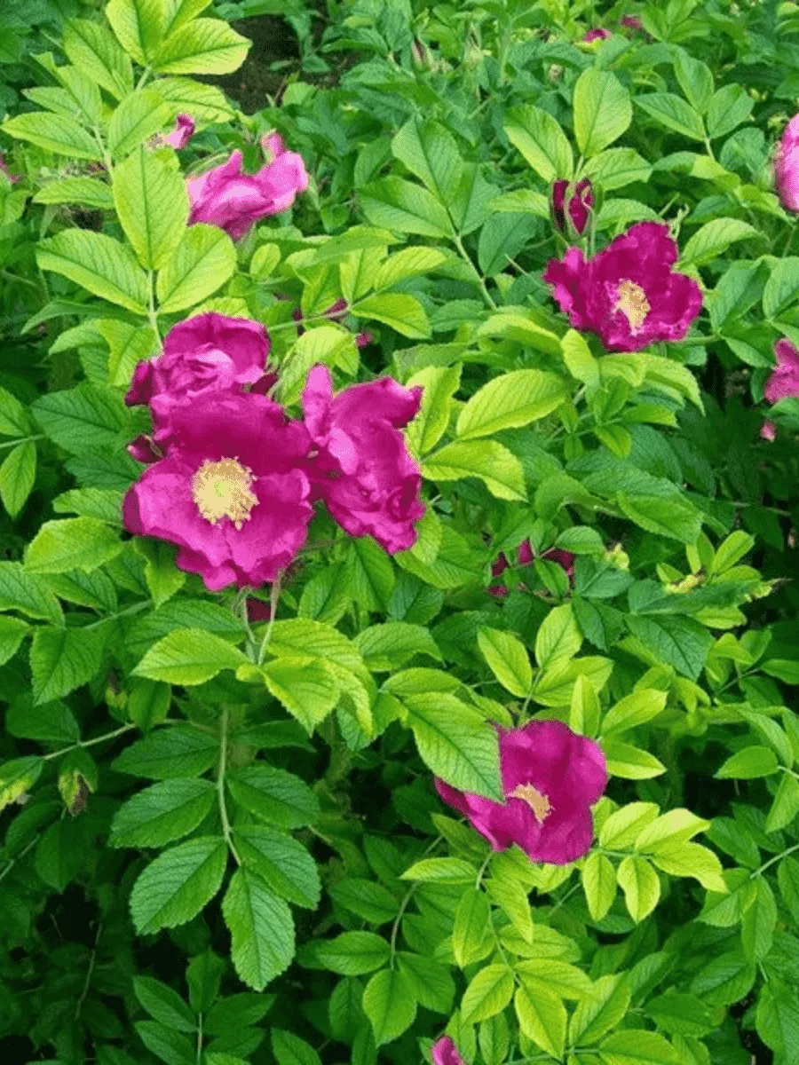 Шиповник морщинистый Rubra Шиповник морщинистый Rubra