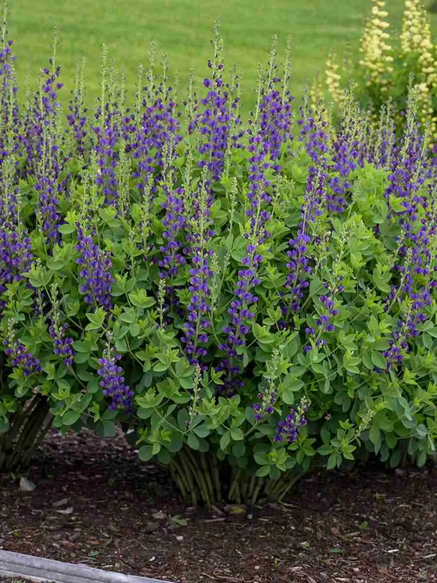 Баптизия Австралийская