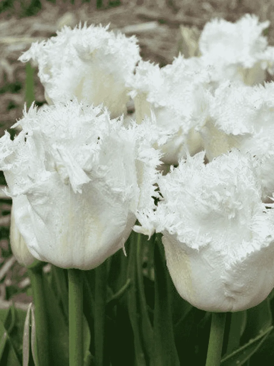 Тюльпан Honeymoon