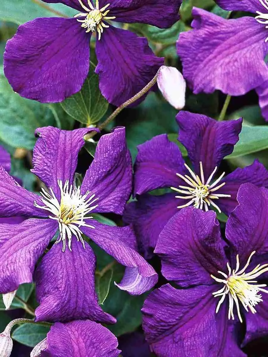 Клематис Jackmanii