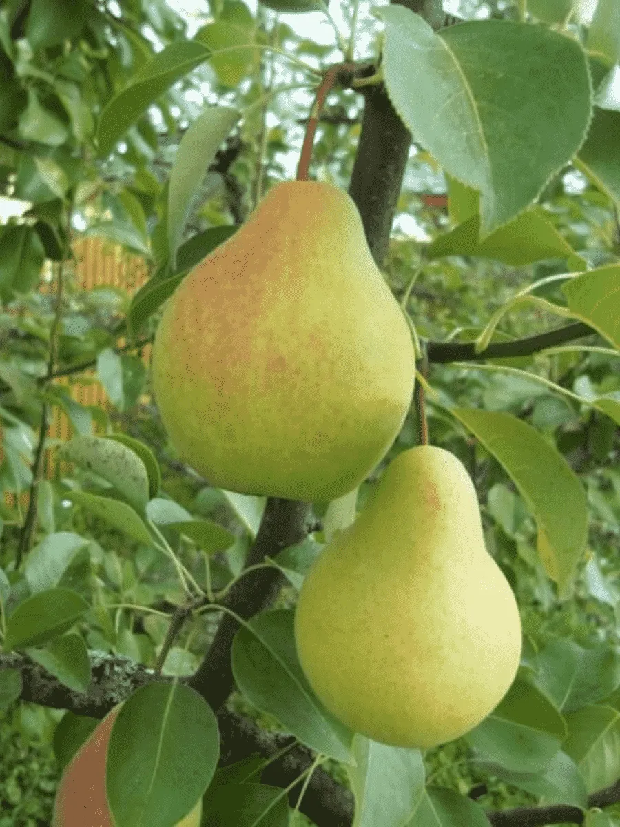 Груша Скороспелка из Мичуринска