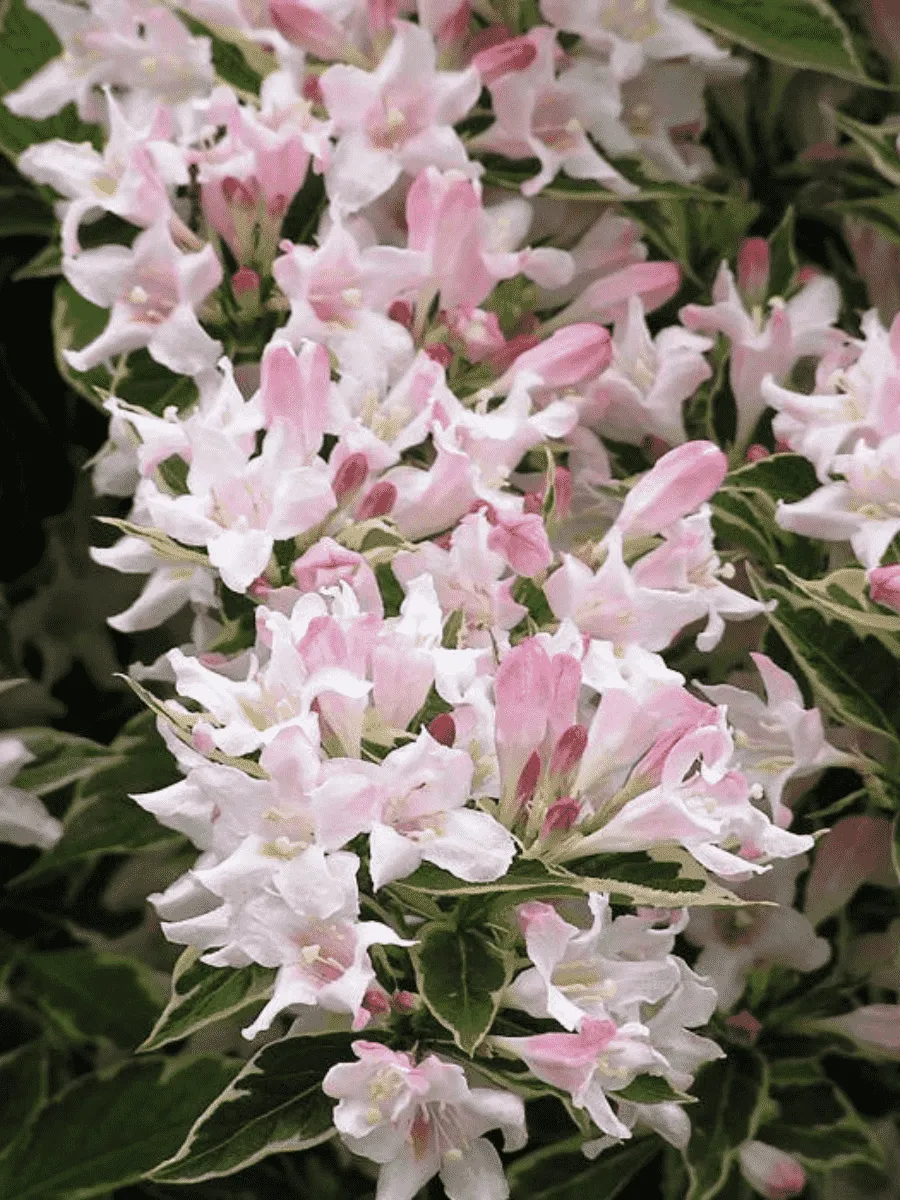 Вейгела цветущая Splendid