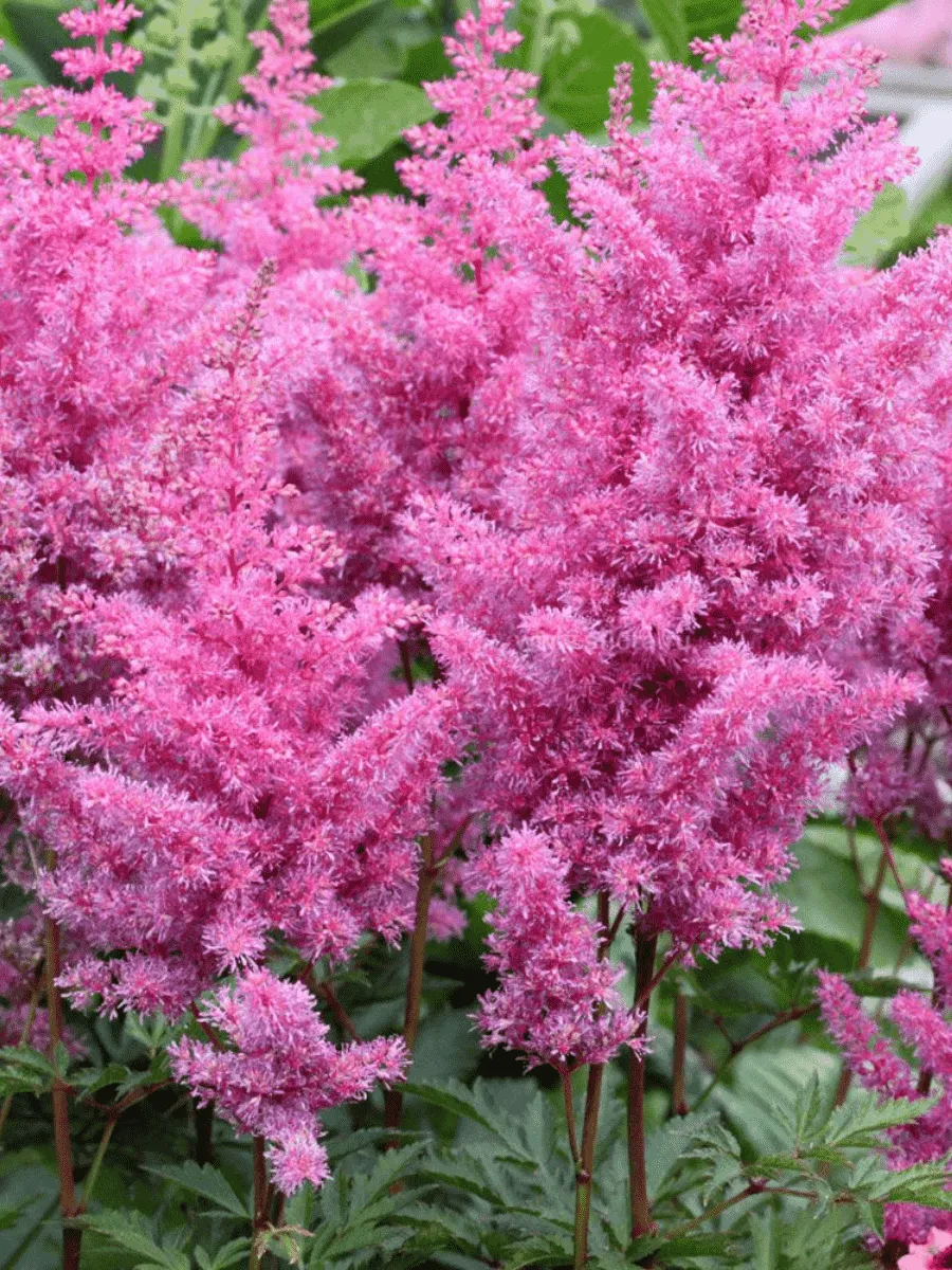 Астильба Арендса Gloria Purpurea