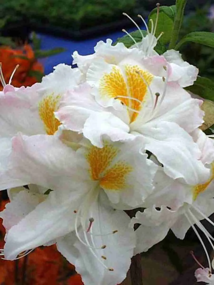 Азалия крупноцветковая Schneegold Азалия крупноцветковая Schneegold