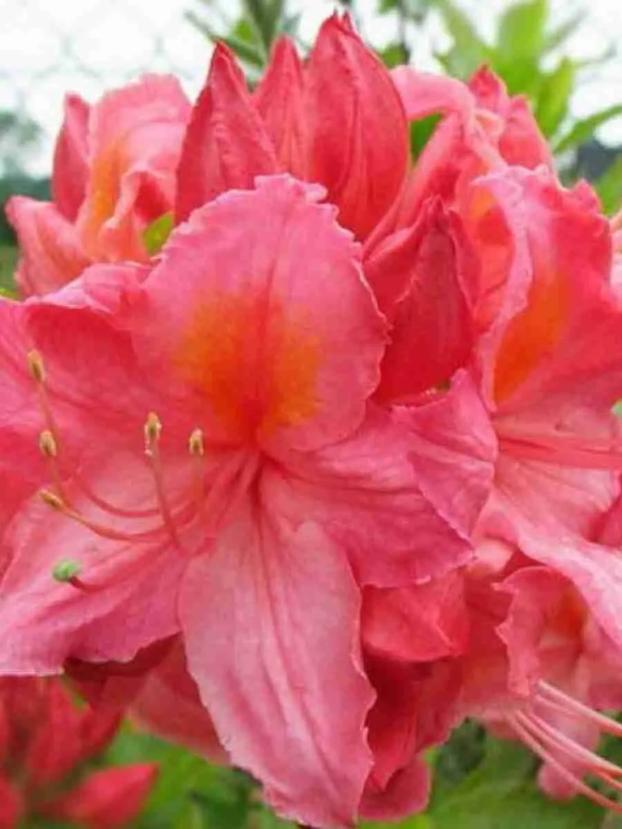 Азалия крупноцветковая Sarina Азалия крупноцветковая Sarina