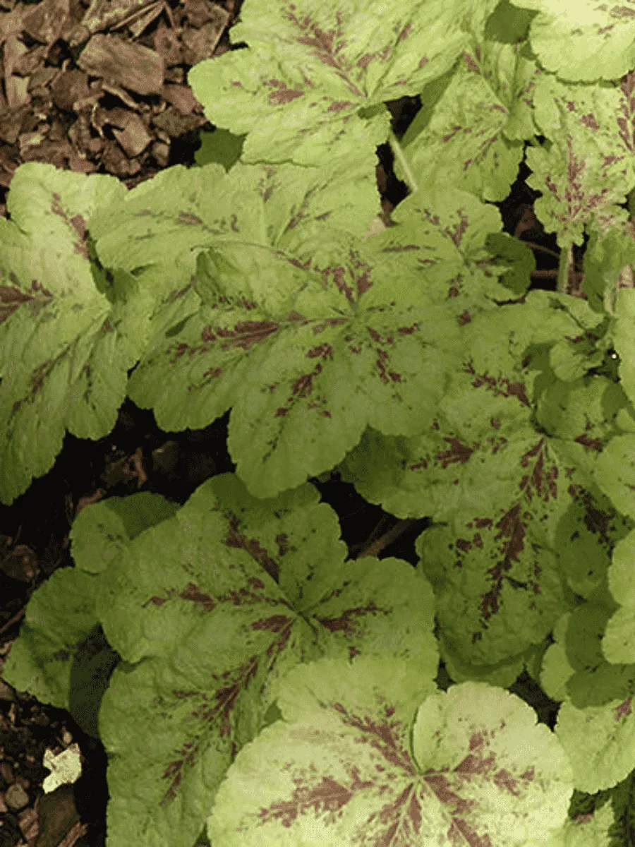 Гейхерелла Yellowstone  falls