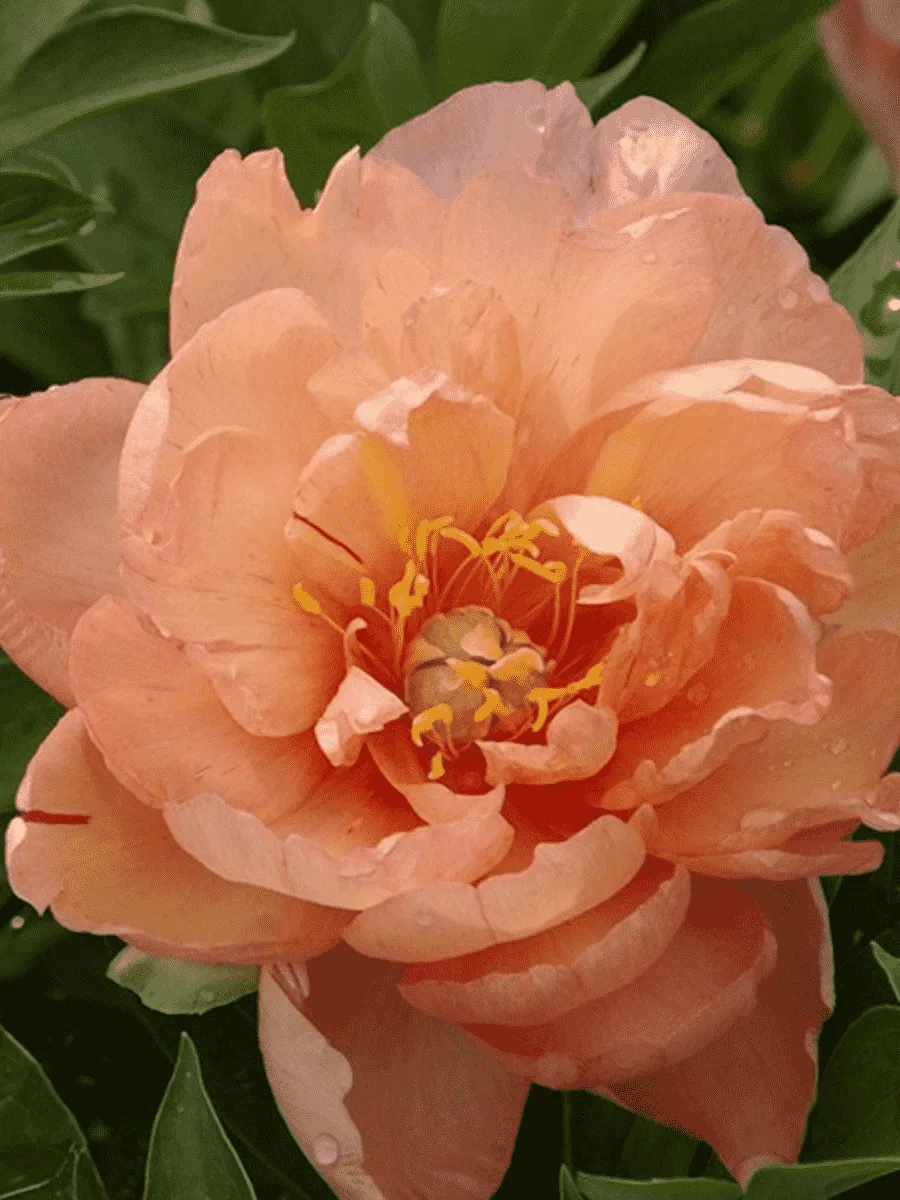 Пион ИТО Singing in the Rain