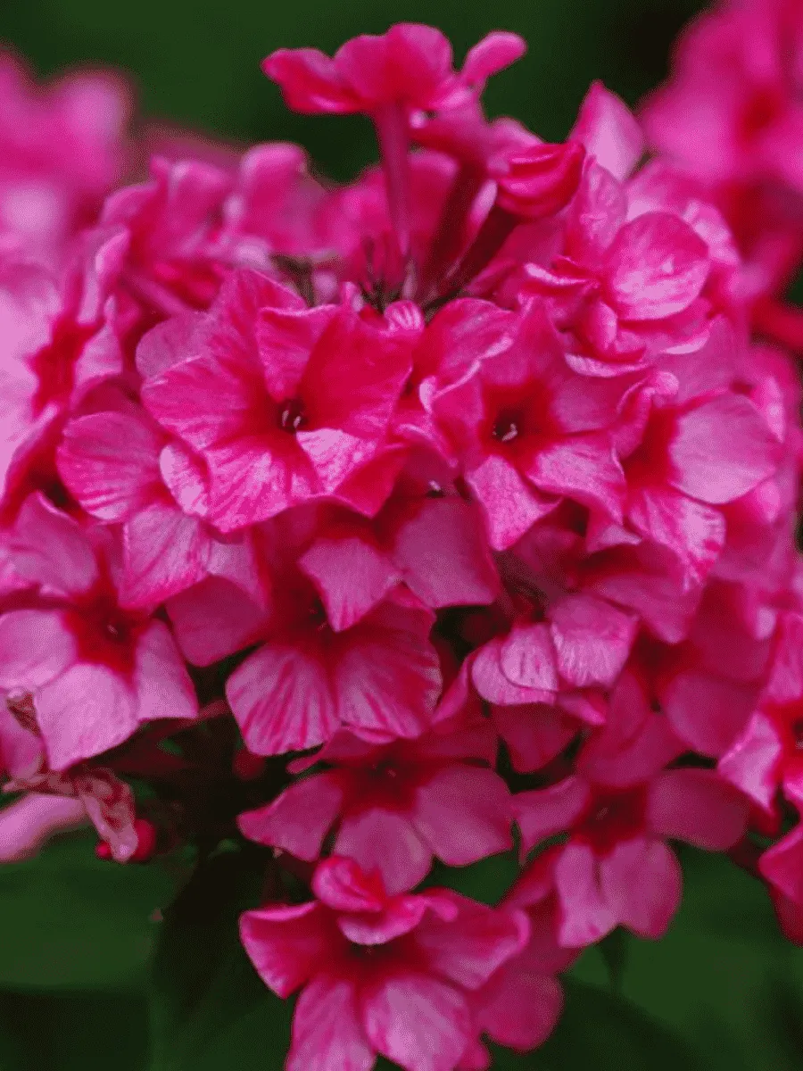 Флокс метельчатый Red Caribbian