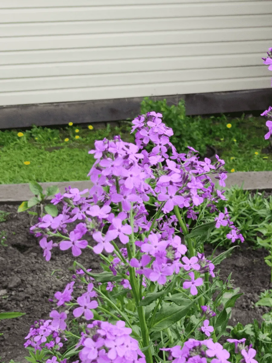 Вечерница Матроны Вечерница Матроны