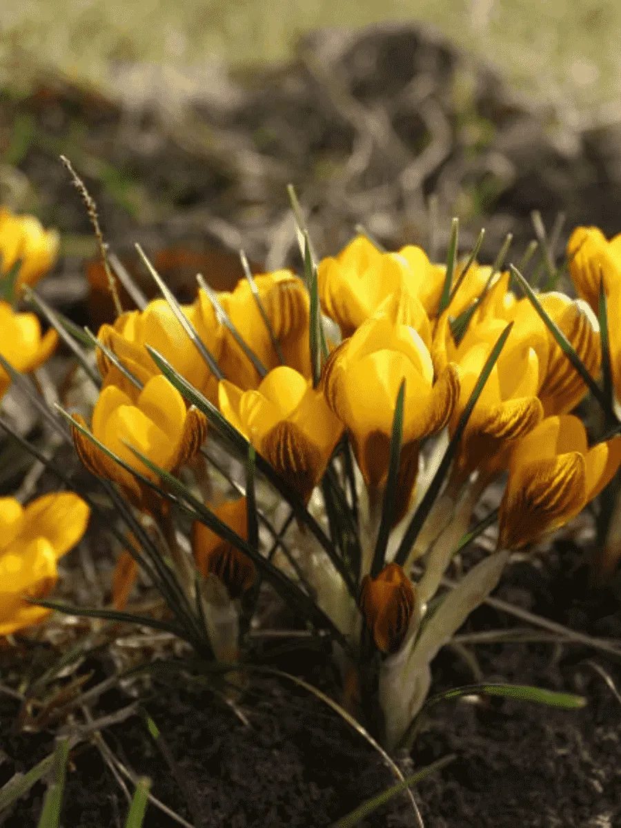 Крокус Ботанический Fuscotinctus