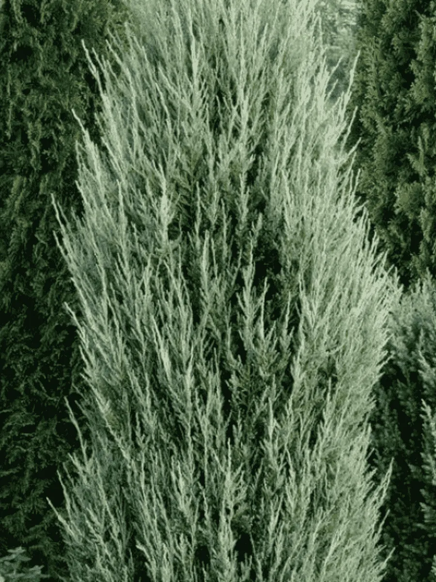 Можжевельник скальный Blue ivory