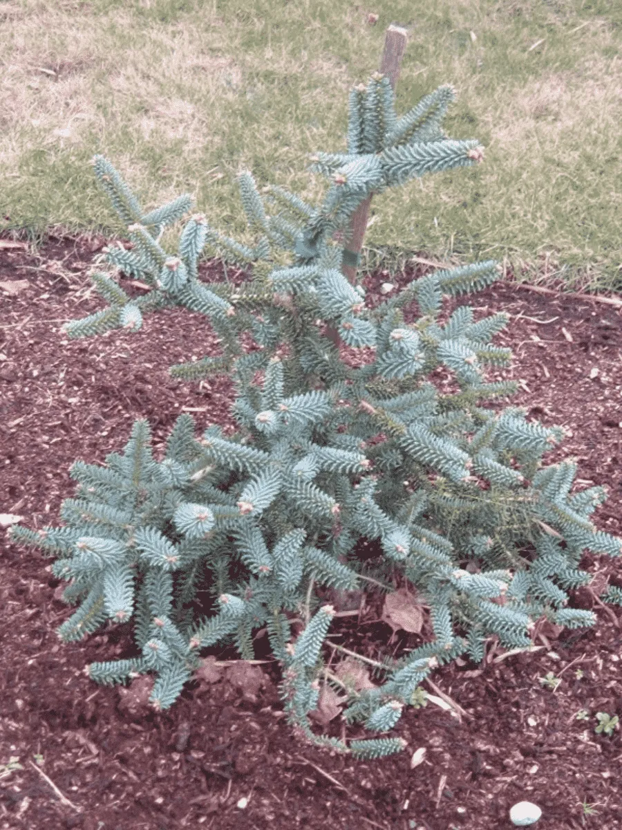 Пихта испанская Glauca Пихта испанская Glauca