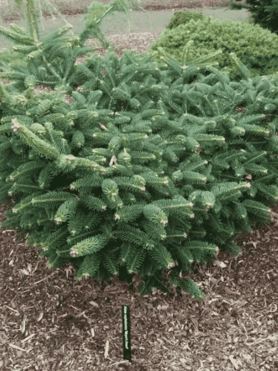 Пихта греческая Meyer's Dwarf Пихта греческая Meyer's Dwarf