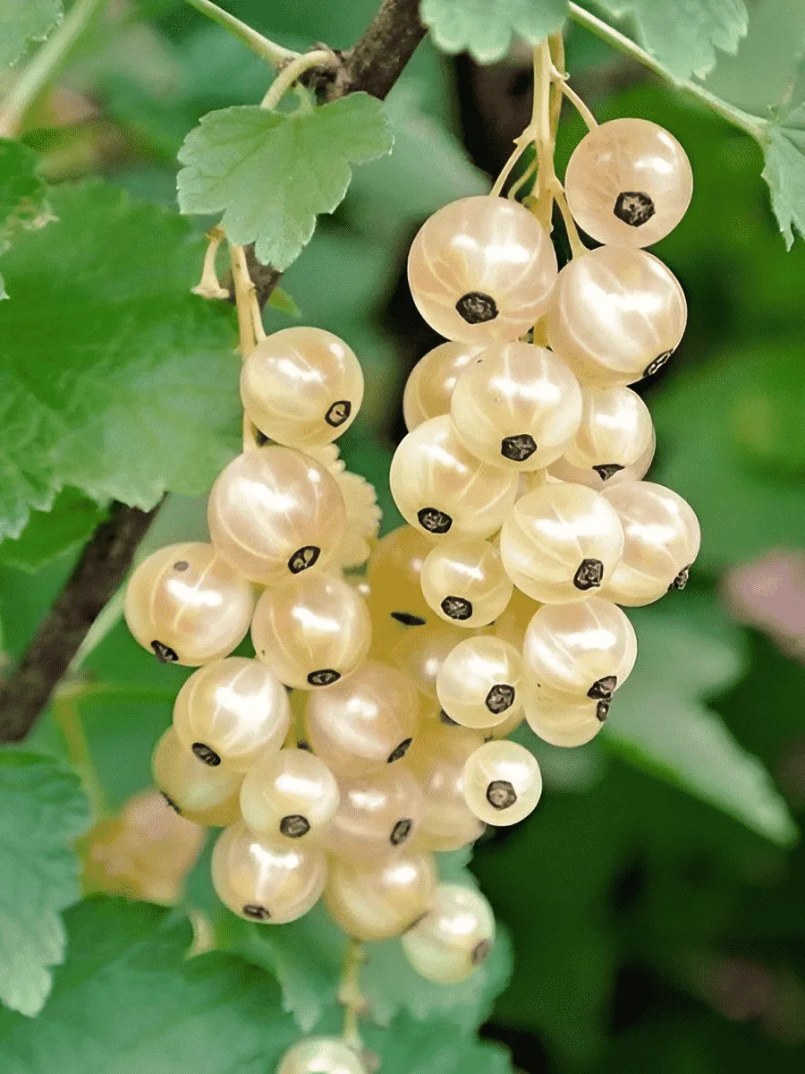 Смородина белая Werdavia Смородина белая Werdavia