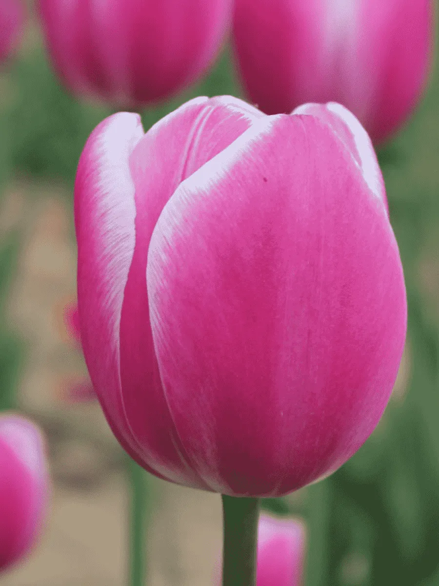 Тюльпан Jumbo Beauty