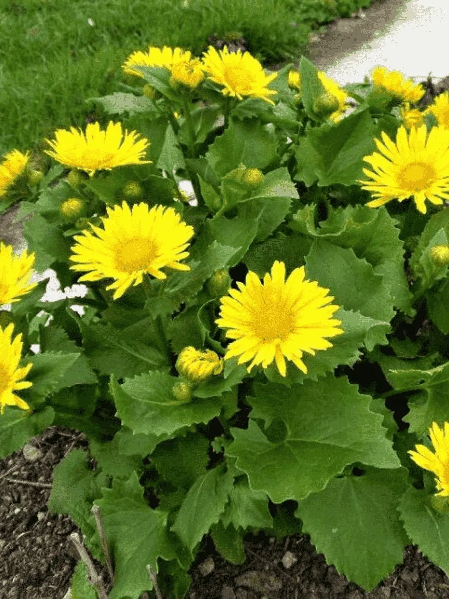 Дороникум Дороникум