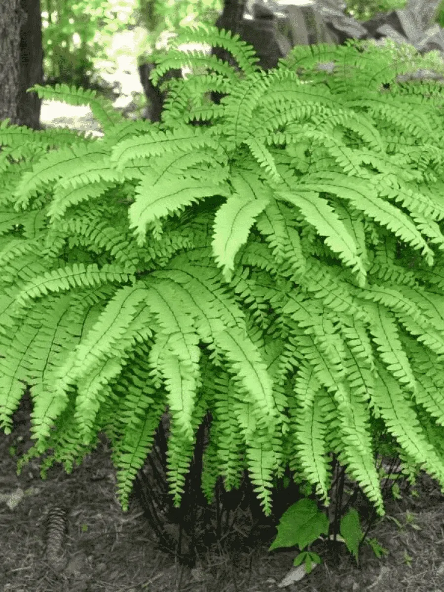 Адиантум стоповидный Cristatum