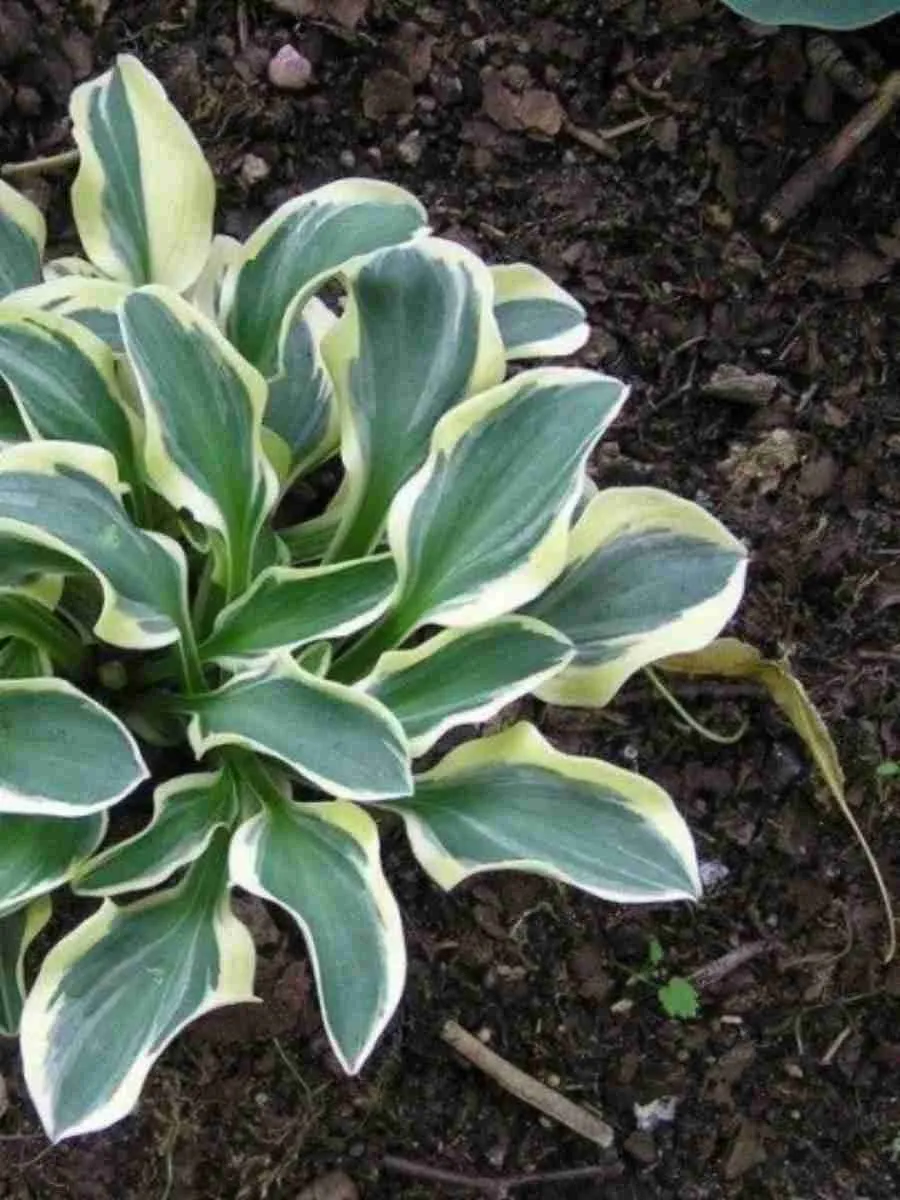 Хоста Funny Mouse