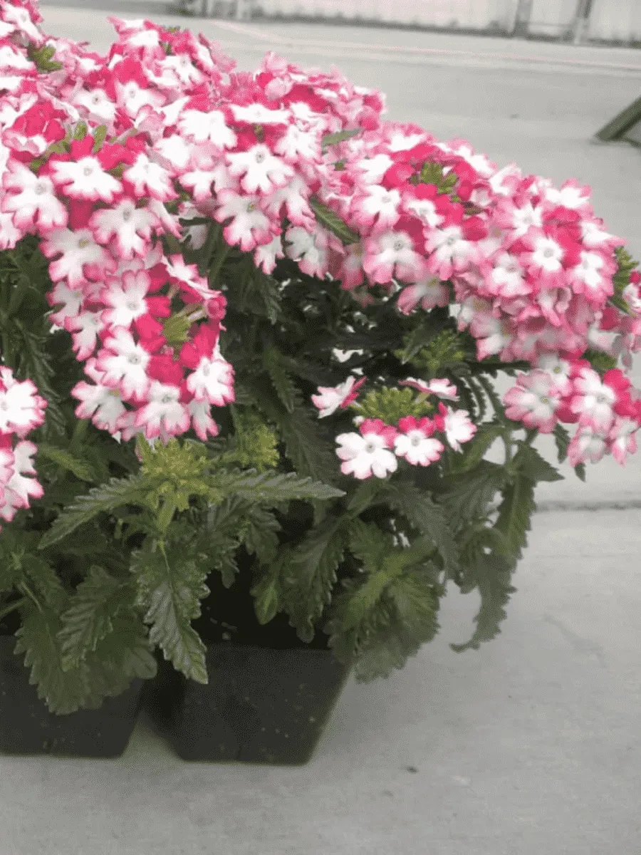 Вербена гибридная Obsession Twister Red