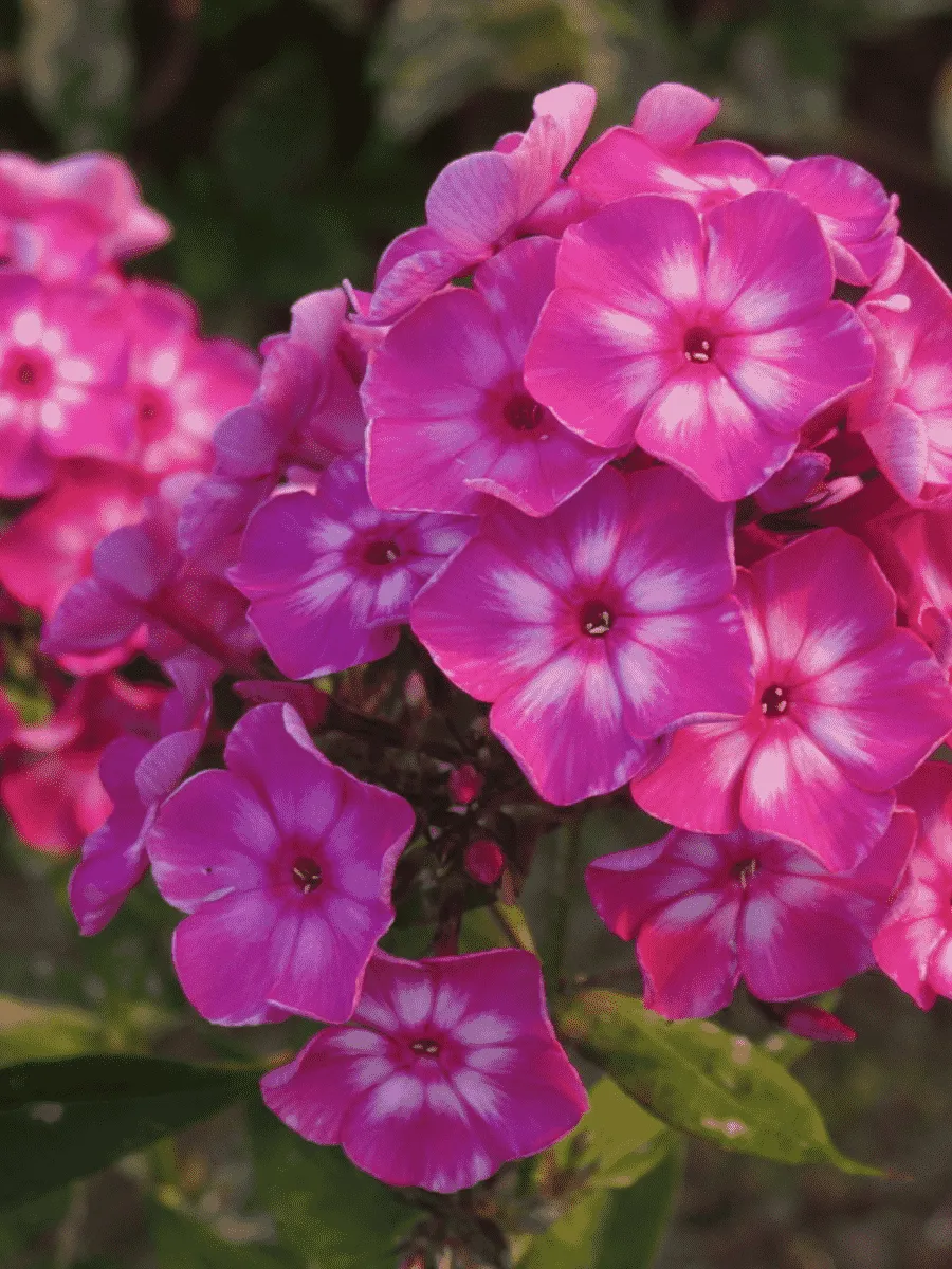 Флокс метельчатый Купчиха