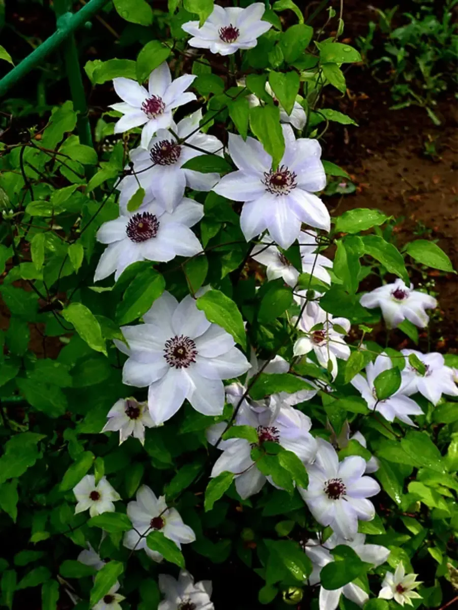 Клематис гибридный Anna Karolina