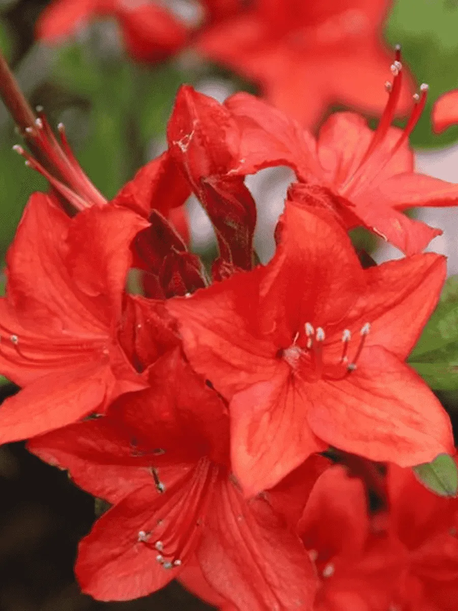 Азалия крупноцветковая Parkfeuer Азалия крупноцветковая Parkfeuer