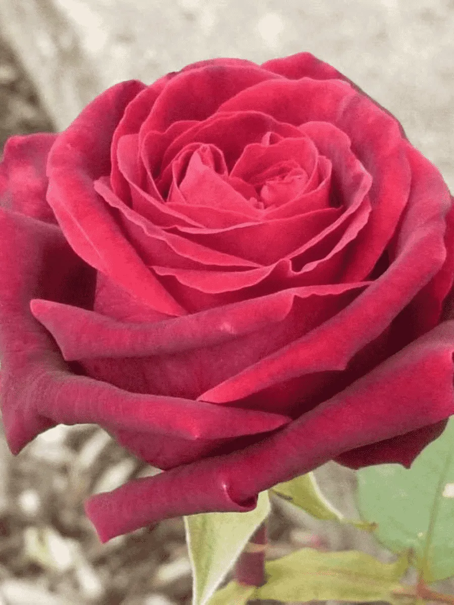 Роза чайно-гибридная Josephine Bruce