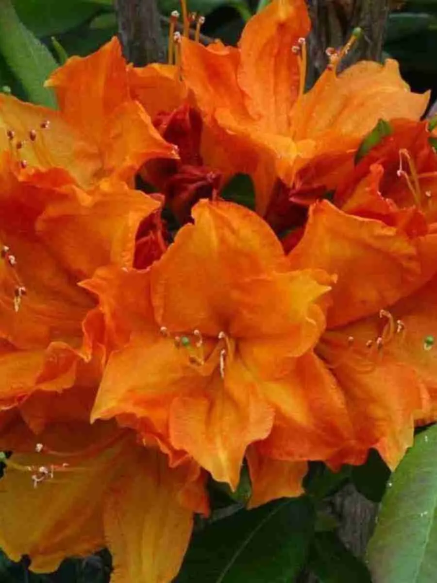 Азалия Glowing Embers Азалия Glowing Embers