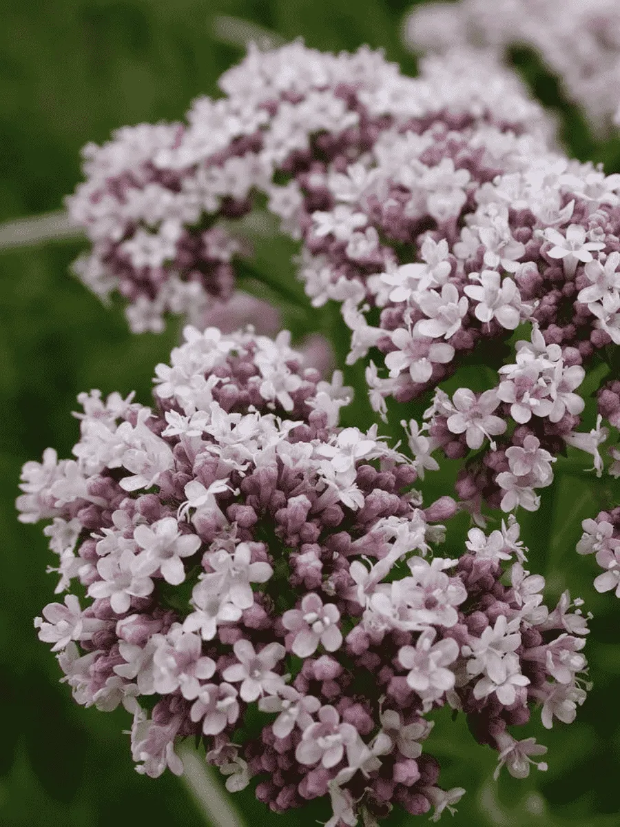 Валериана лекарственная