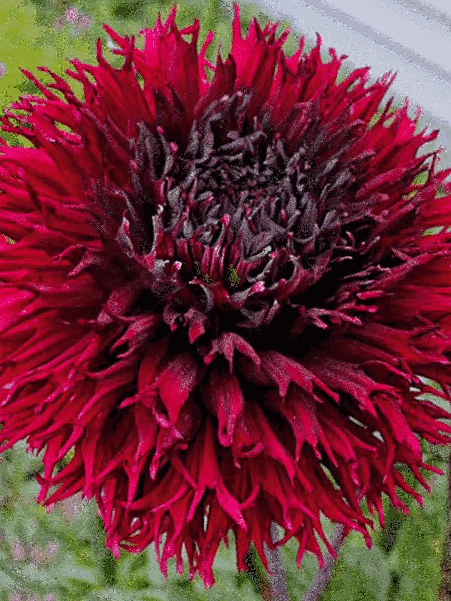 Георгина Kenora Macob-b