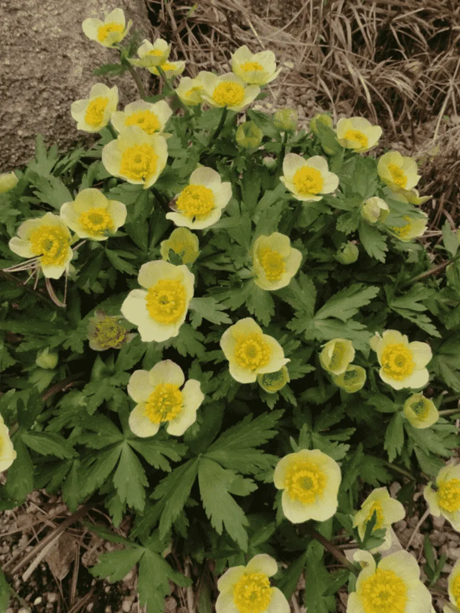 Купальница рыхлая Albiflorus Купальница рыхлая Albiflorus