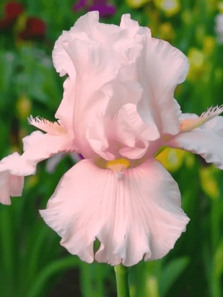Ирис германский Cherished